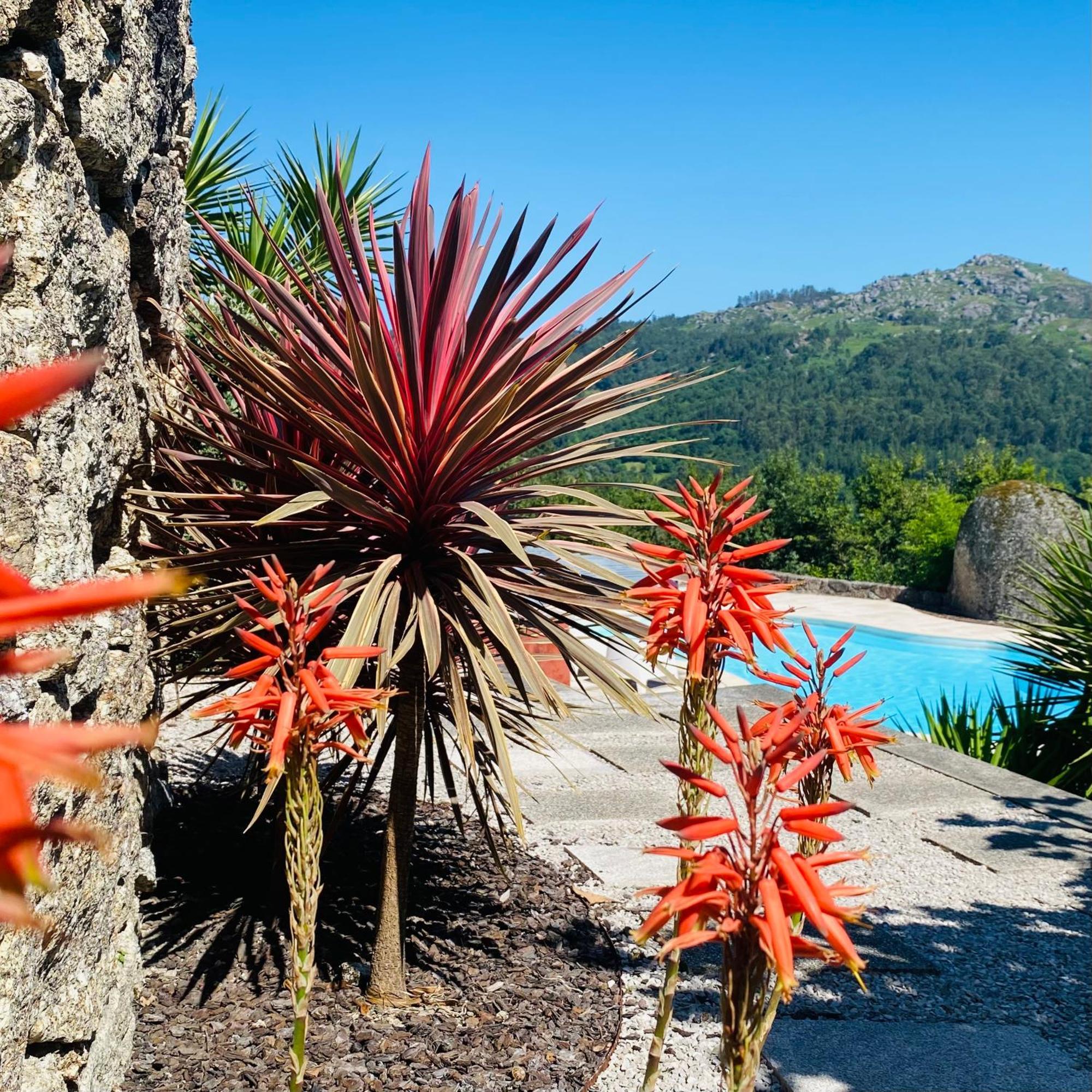 Vila Quinta Cercas Da Costa Vieira do Minho Exteriér fotografie